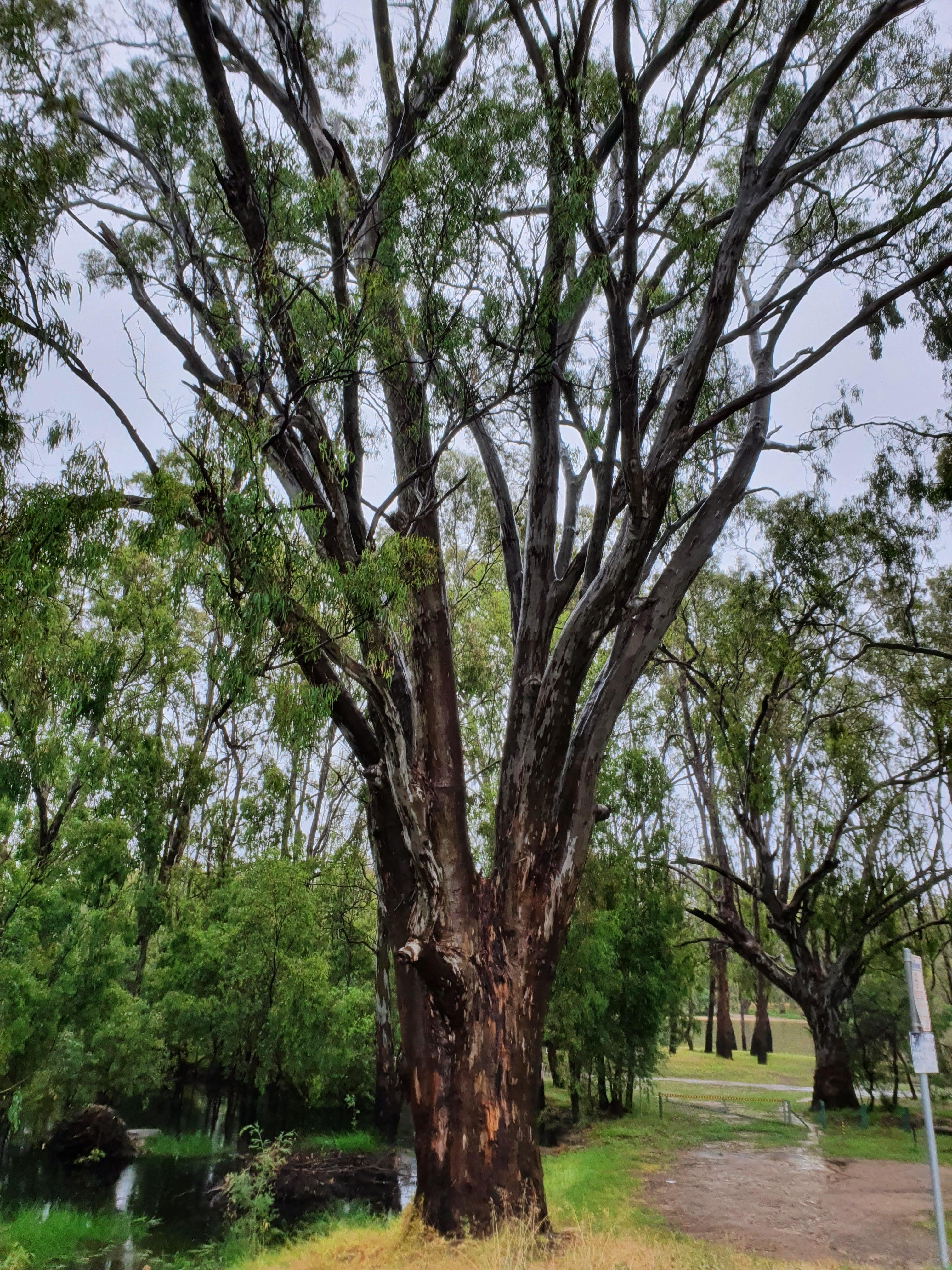 Loaded Gunpowder Seasoning